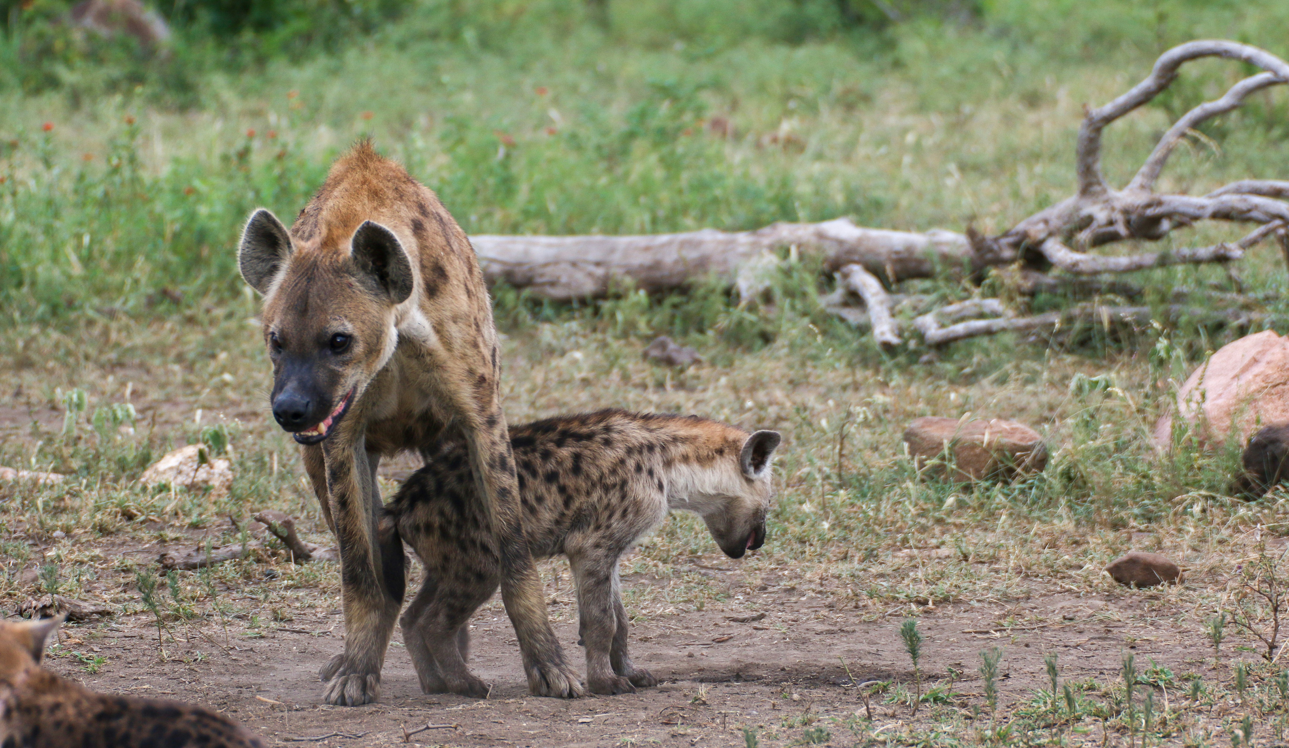 brown and black leopard walking on brown grass field during daytime